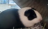 MARSHMALLOW - Photo 1