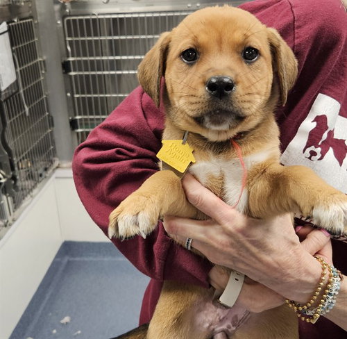 NETTLE, an adoptable Labrador Retriever in St Louis, MO
