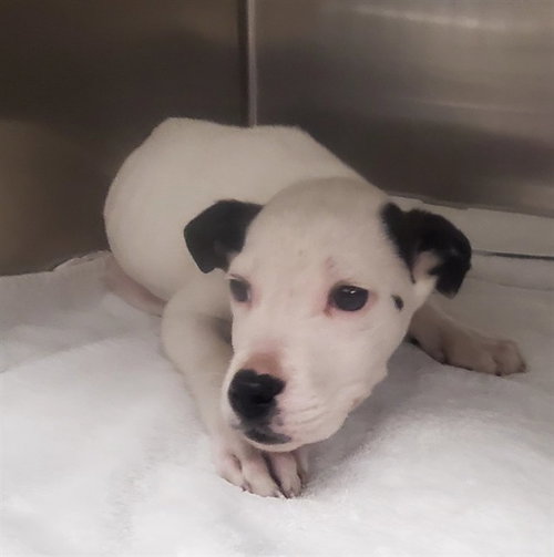 SNOOPY, an adoptable Pointer in St Louis, MO