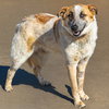RUSTY - Photo 1