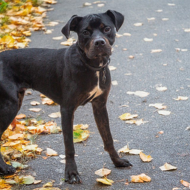 ROSCO