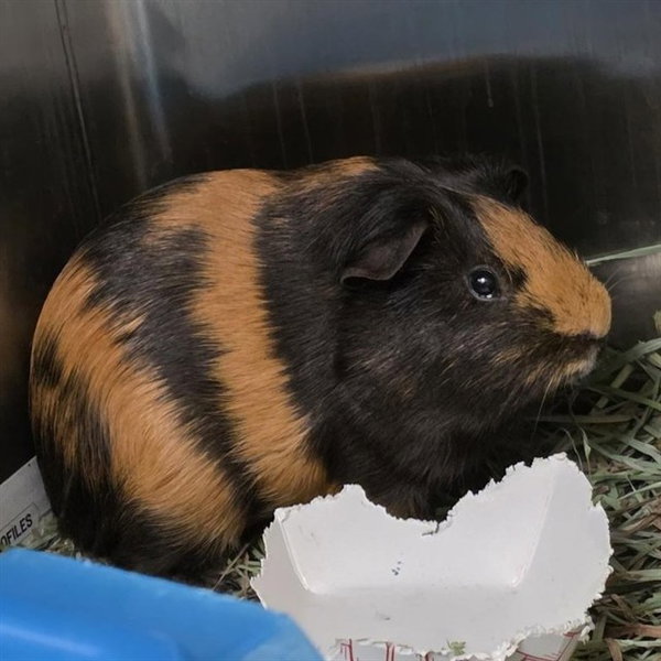 BROWNIE