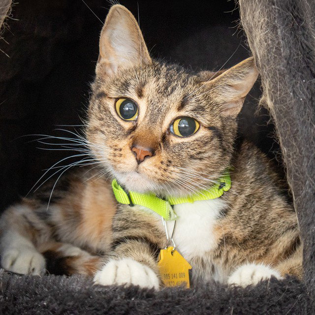 MAISY