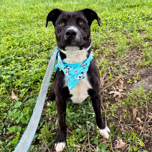 SAMPSON - Pit Bull Terrier for adoption in St. Louis