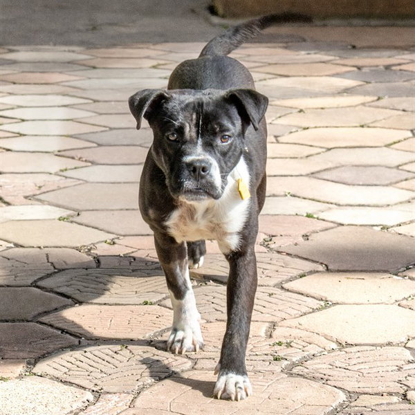 PERDITA