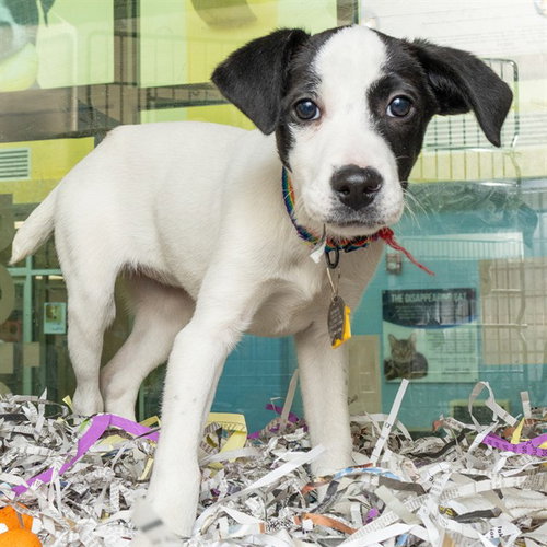 DESIREE, an adoptable Pointer in St Louis, MO