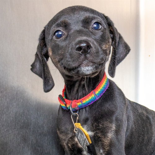 WILLOW, an adoptable Black Mouth Cur in St Louis, MO