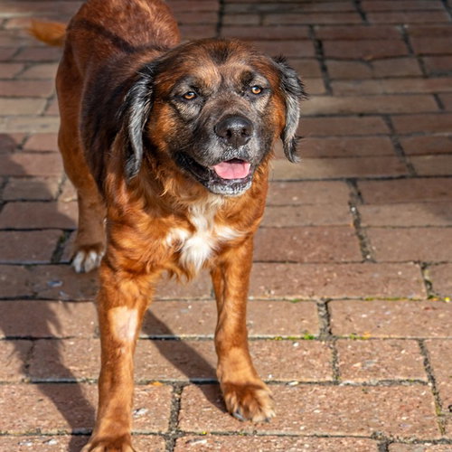 LOCA, an adoptable Australian Shepherd in St Louis, MO
