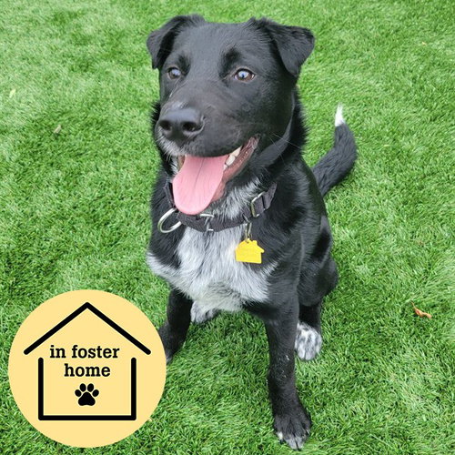 DANTE, an adoptable Australian Shepherd in St Louis, MO