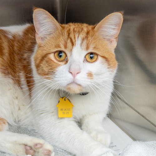 HOBBES, Adult Domestic Short Hair (medium coat), cat for adoption in St. Peters, Missouri