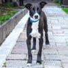 BANDIT - Photo 1