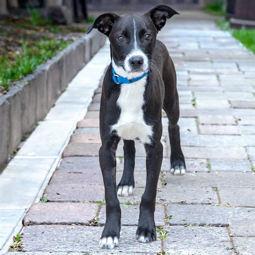 BANDIT, an adoptable Labrador Retriever in St Louis, MO