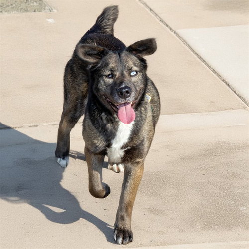 OREO, an adoptable Siberian Husky in St Louis, MO
