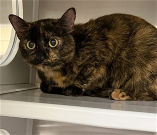 CALI, Adult Domestic Short Hair (medium coat), cat for adoption in St. Peters, Missouri
