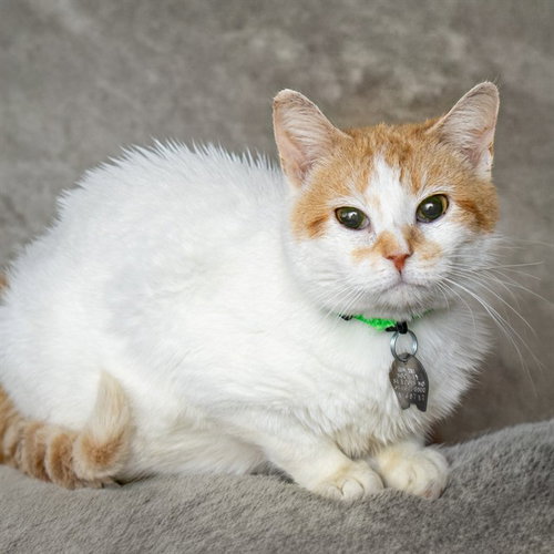 STROGANOFF, Young Domestic Short Hair (medium coat), cat for adoption in St. Peters, Missouri