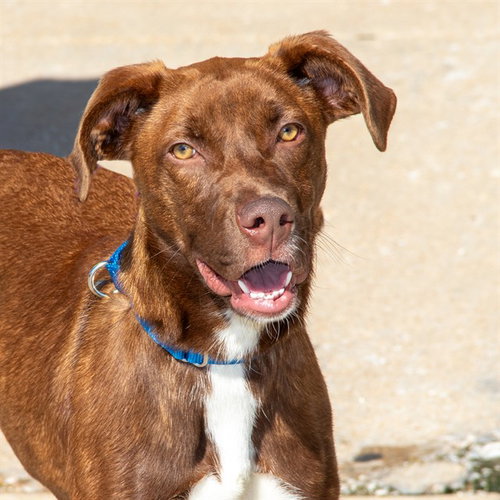 EMBERLYN - Labrador Retriever for adoption in St. Louis
