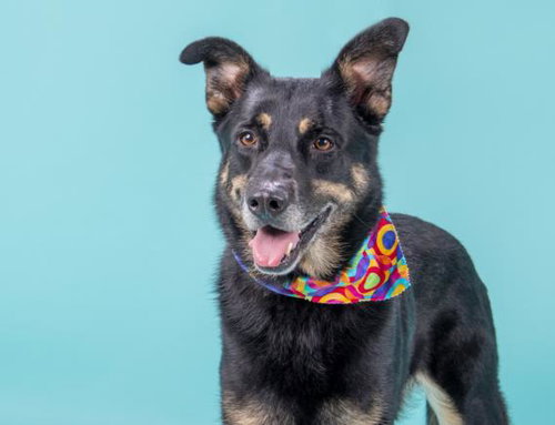 REVERIE, an adoptable German Shepherd Dog in St Louis, MO