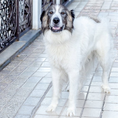 LEO, an adoptable Great Pyrenees in St Louis, MO