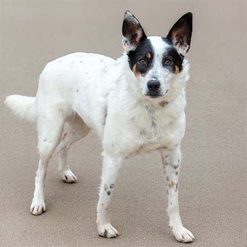 AMARA, an adoptable Queensland Heeler in St Louis, MO