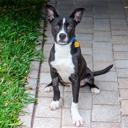 TOMMY, an adoptable Labrador Retriever in St Louis, MO