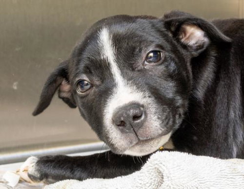 FARAH, an adoptable Pit Bull Terrier in St Louis, MO