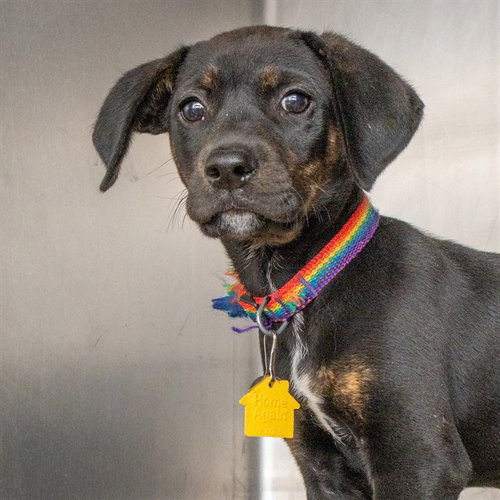 JUNIPER, an adoptable Black Mouth Cur in St Louis, MO