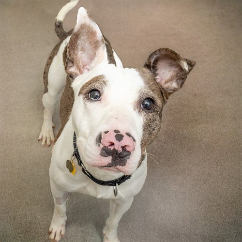 BRUCE, an adoptable Pit Bull Terrier in St Louis, MO