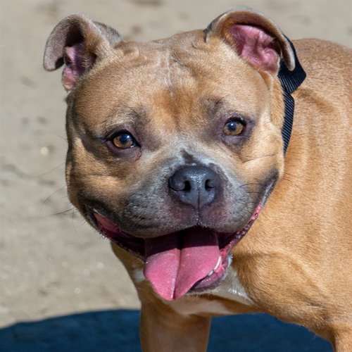 TINY DANCER, an adoptable Pit Bull Terrier in St Louis, MO