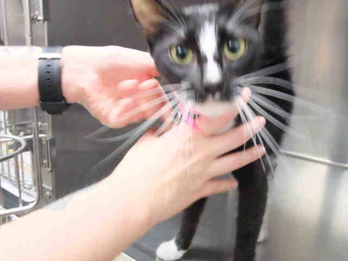 SPICE, an adoptable Domestic Short Hair in St Louis, MO
