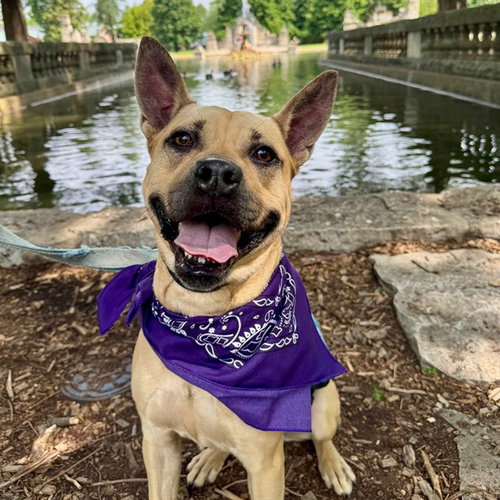 JOANNA, an adoptable Pit Bull Terrier in St Louis, MO