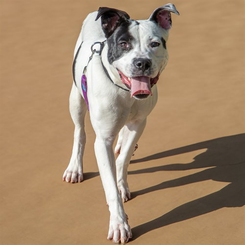 COOKIE, an adoptable Pit Bull Terrier in St Louis, MO