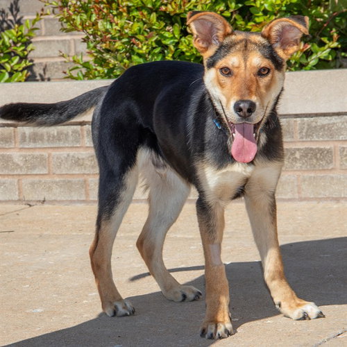 JASPER, an adoptable German Shepherd Dog in St Louis, MO