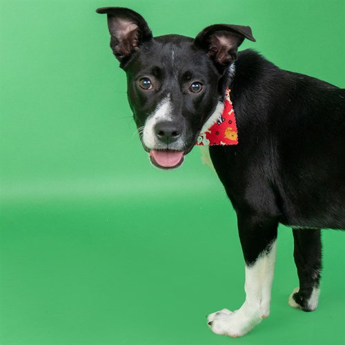 CHUCKIE, an adoptable Labrador Retriever in St Louis, MO