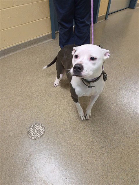 JACK NICHOLSON, an adoptable Pit Bull Terrier in St Louis, MO