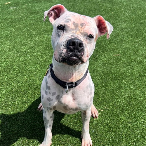 LUCY, an adoptable Pit Bull Terrier in St Louis, MO