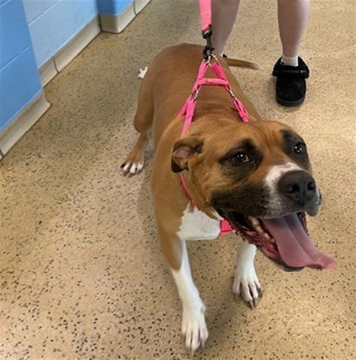 IRIS, an adoptable Boxer in St Louis, MO