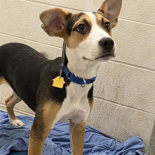 LILLIAN, an adoptable Beagle in St Louis, MO