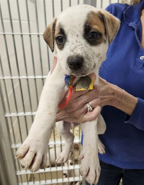 OTTO, an adoptable Australian Cattle Dog in St Louis, MO