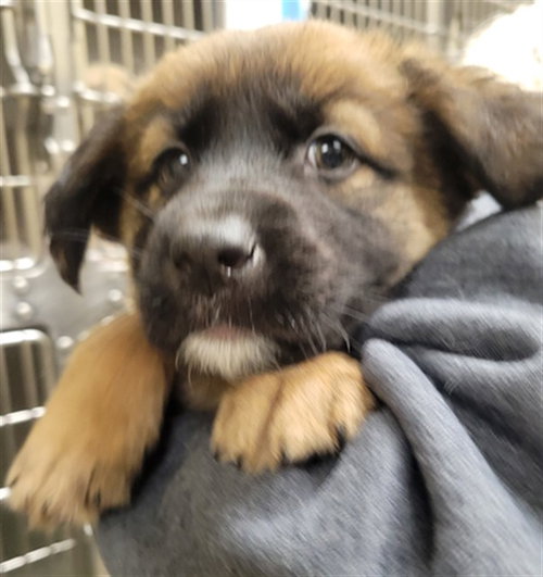 SHANNON, an adoptable German Shepherd Dog in St Louis, MO