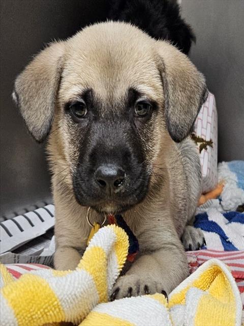 JASON, an adoptable German Shepherd Dog in St Louis, MO