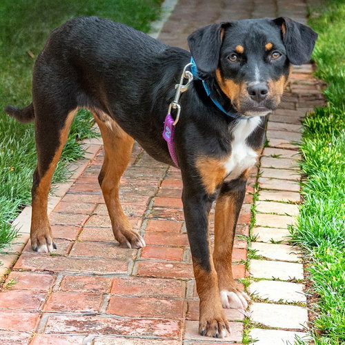 FLANNEL, an adoptable Beagle in St Louis, MO