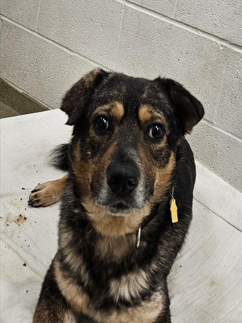 SHERBERT, an adoptable German Shepherd Dog in St Louis, MO