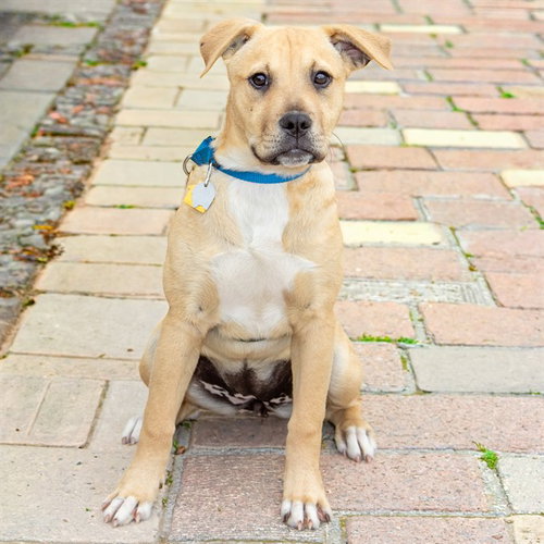 CHEERIO, an adoptable Black Mouth Cur in St Louis, MO