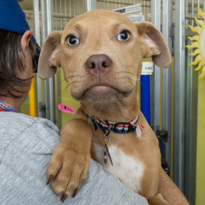 THELMA - Pit Bull Terrier for adoption in St. Louis