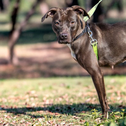 WIGGLE WORM, an adoptable Pit Bull Terrier in St Louis, MO