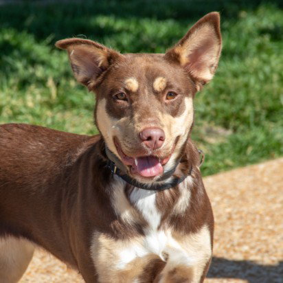 ELSIE, an adoptable Siberian Husky in St Louis, MO