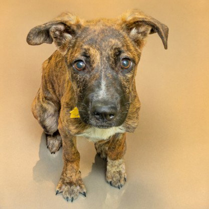 ROXI, an adoptable German Shepherd Dog in St Louis, MO