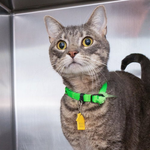 NELLY, an adoptable Domestic Short Hair in St Louis, MO