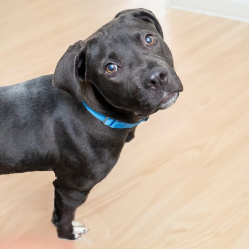 SANDY, an adoptable Black Mouth Cur in St Louis, MO