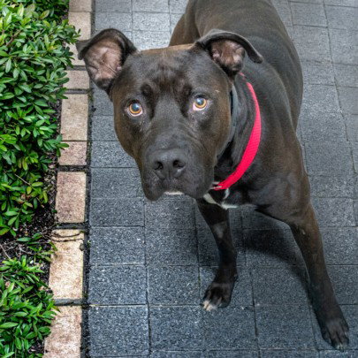 DEAN, an adoptable Pit Bull Terrier in St Louis, MO